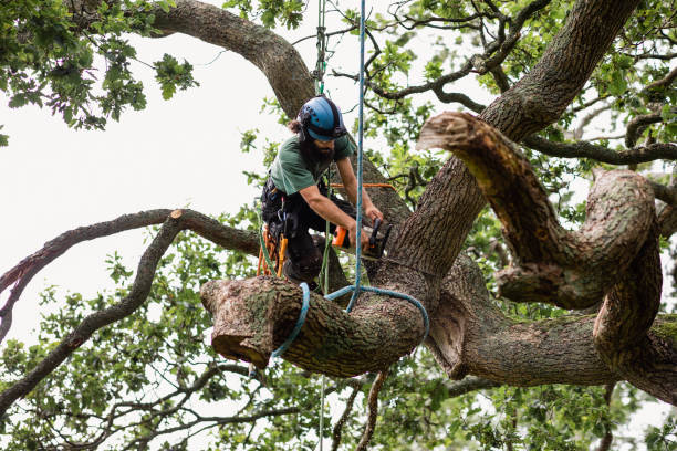Best Utility Line Clearance  in Industry, PA