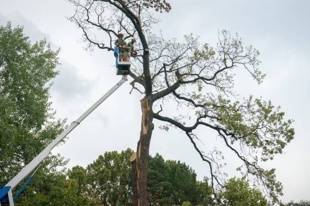 Best Tree Mulching  in Industry, PA