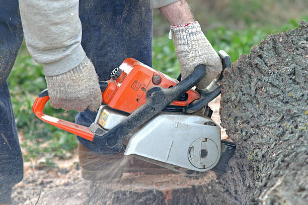 Best Tree and Shrub Care  in Industry, PA