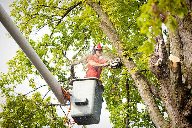 How Our Tree Care Process Works  in  Industry, PA