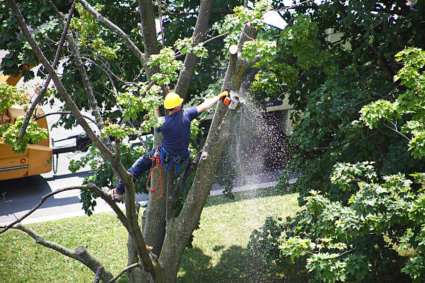 Landscape Design and Installation in Industry, PA