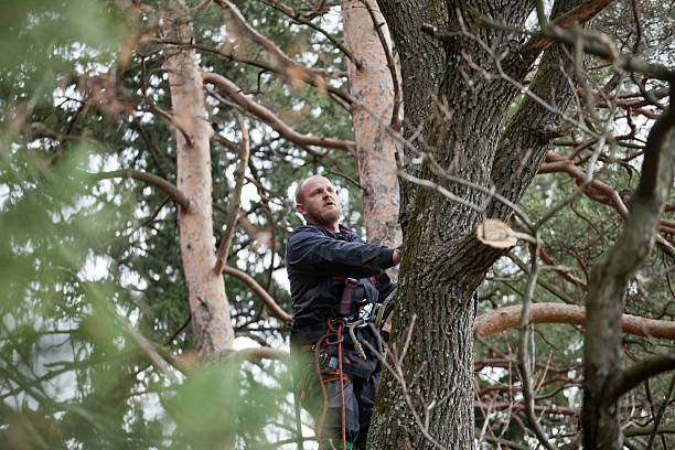 Best Tree Disease Treatment  in Industry, PA